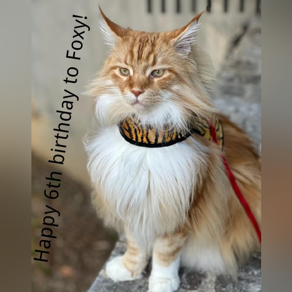 Happy 6th Birthday to Foxy